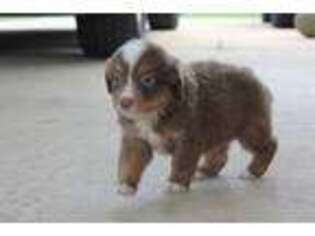 Miniature Australian Shepherd Puppy for sale in Preston, MS, USA