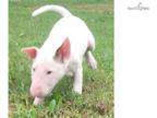 Bull Terrier Puppy for sale in Fort Smith, AR, USA