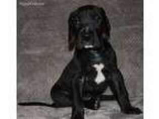 Great Dane Puppy for sale in Valley, AL, USA