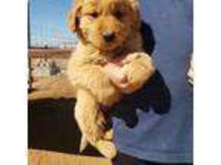 Golden Retriever Puppy for sale in Vail, AZ, USA