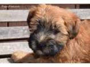 Soft Coated Wheaten Terrier Puppy for sale in Ava, MO, USA