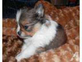 Pomeranian Puppy for sale in COHOCTON, NY, USA