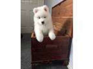 Samoyed Puppy for sale in Oregon City, OR, USA