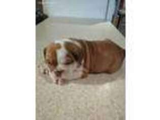 Bulldog Puppy for sale in Oberlin, OH, USA