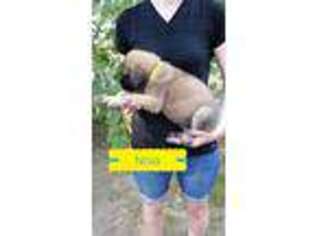 Mastiff Puppy for sale in Tunas, MO, USA