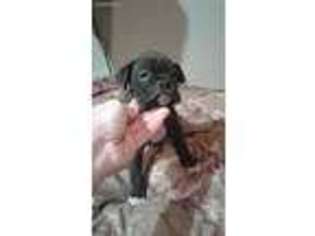 Boxer Puppy for sale in Stillwater, OK, USA