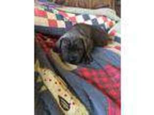 Cane Corso Puppy for sale in Drasco, AR, USA