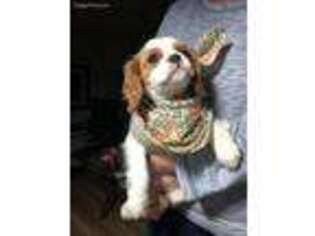 Cavalier King Charles Spaniel Puppy for sale in Eugene, OR, USA