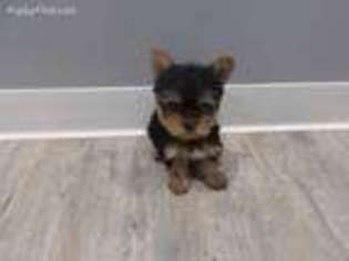 Yorkshire Terrier Puppy for sale in Uniontown, PA, USA