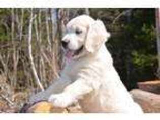 Golden Retriever Puppy for sale in Merrill, WI, USA