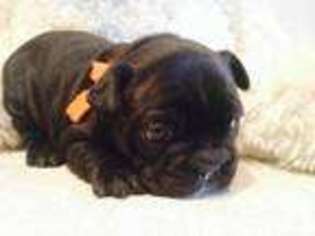 French Bulldog Puppy for sale in BELLEFONTAINE, OH, USA