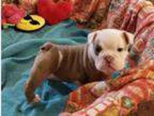 Bulldog Puppy for sale in Okmulgee, OK, USA