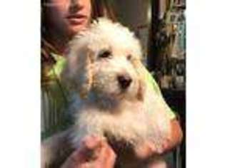 Labradoodle Puppy for sale in Reno, NV, USA