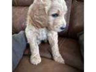 Goldendoodle Puppy for sale in Dawsonville, GA, USA