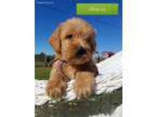 Labradoodle Puppy for sale in Jacksonville, NC, USA