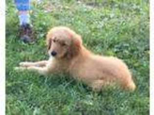 Golden Retriever Puppy for sale in Fulton, MO, USA