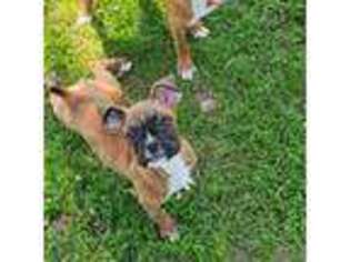Boxer Puppy for sale in Cannon Falls, MN, USA