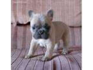 French Bulldog Puppy for sale in Northwood, OH, USA