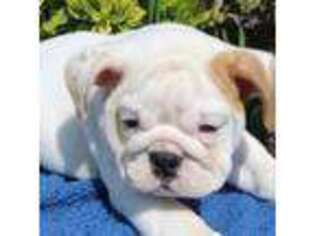 Bulldog Puppy for sale in Ellijay, GA, USA