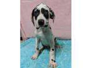 Great Dane Puppy for sale in Carthage, TN, USA