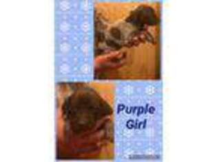 German Shorthaired Pointer Puppy for sale in Powhatan, VA, USA