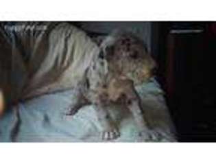 Great Dane Puppy for sale in Marietta, SC, USA