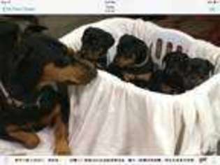 Doberman Pinscher Puppy for sale in MITCHELL, IN, USA