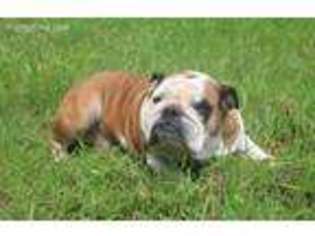 Bulldog Puppy for sale in Chaptico, MD, USA