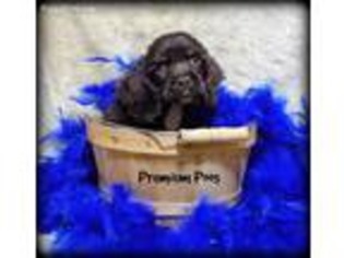 Cocker Spaniel Puppy for sale in Creston, IA, USA