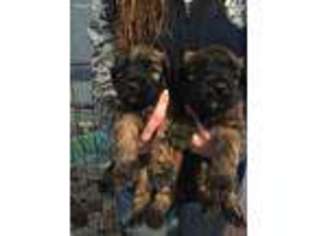 Soft Coated Wheaten Terrier Puppy for sale in New Braintree, MA, USA