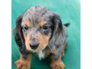 Dachshund Puppy for sale in Lyons, GA, USA