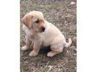 Labrador Retriever Puppy for sale in Front Royal, VA, USA