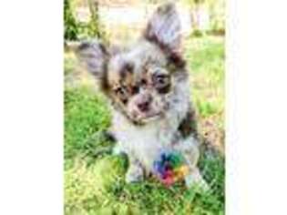 Chihuahua Puppy for sale in Carrollton, GA, USA