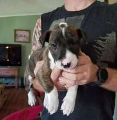 Bull Terrier Puppy for sale in Taylor, TX, USA