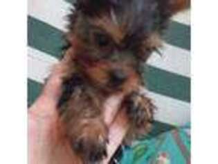 Yorkshire Terrier Puppy for sale in North Fort Myers, FL, USA