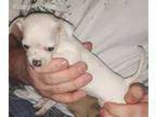 Chihuahua Puppy for sale in Greeneville, TN, USA