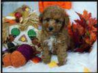 Mutt Puppy for sale in Wadley, AL, USA