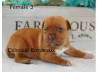 American Bull Dogue De Bordeaux Puppy for sale in Little Rock, IA, USA