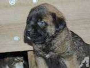Mastiff Puppy for sale in COLUMBIA FALLS, MT, USA