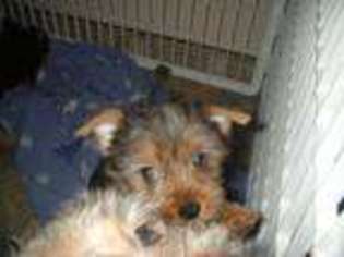 Yorkshire Terrier Puppy for sale in HAVRE, MT, USA