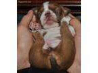 Boston Terrier Puppy for sale in Moseley, VA, USA