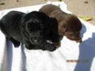 Newfoundland Puppy for sale in Lanse, MI, USA