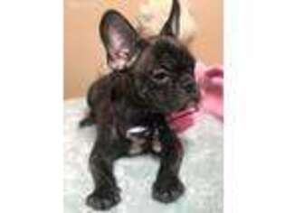 French Bulldog Puppy for sale in Woodhaven, NY, USA