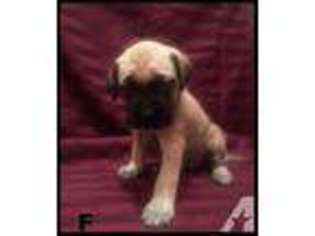 Mastiff Puppy for sale in FORD CITY, PA, USA
