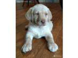 Labrador Retriever Puppy for sale in Live Oak, FL, USA