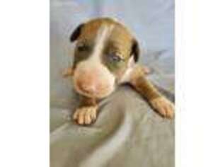 Bull Terrier Puppy for sale in Hermiston, OR, USA