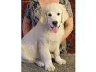 Golden Retriever Puppy for sale in Niles, MI, USA