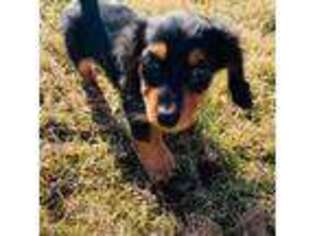 Dachshund Puppy for sale in Cornwall, PA, USA