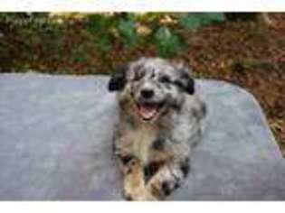 Australian Shepherd Puppy for sale in Hayden, AL, USA