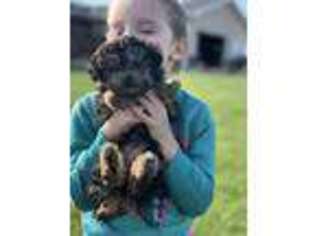 Mutt Puppy for sale in Lawton, IA, USA